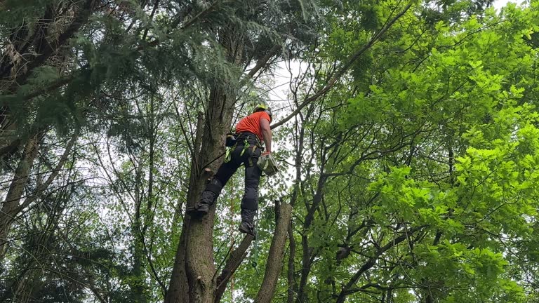 How Our Tree Care Process Works  in  Bunker Hill Village, TX