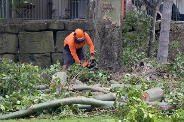 Professional  Tree Services in Bunker Hill Village, TX